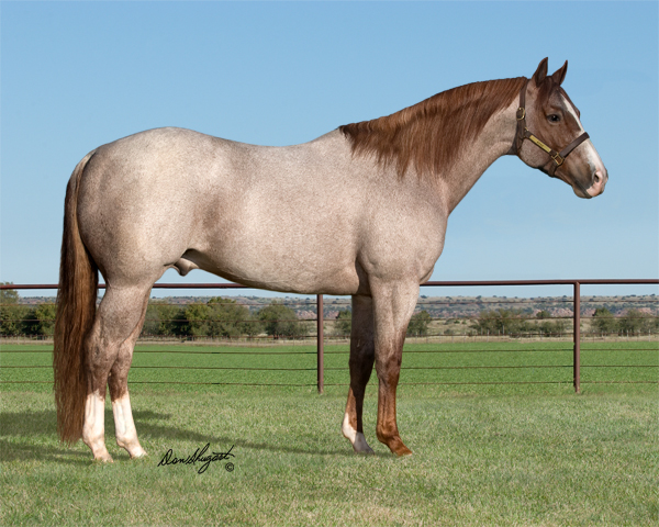 Bet Hesa Cat: NRCHA Million-Dollar Sire and Cutting Champion